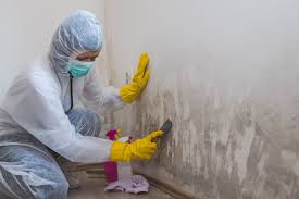 Trusted Dublin, TX Mold Inspection Experts